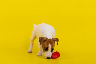 Portrait of dog against yellow background