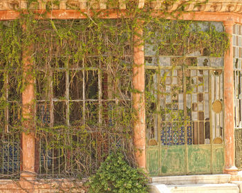 Ivy growing on wall