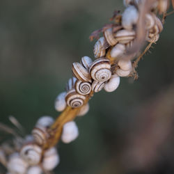 Close-up of snail on plant