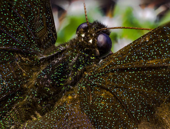 Close-up of insect