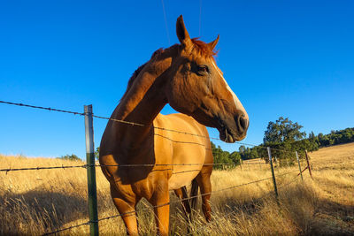 Horse standing on field against blue sky