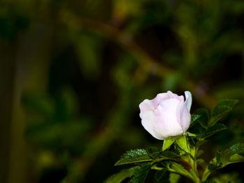 Close-up of pink flower blooming outdoors