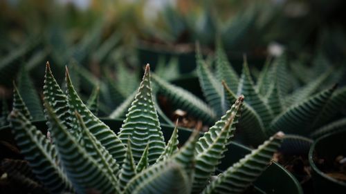 Close-up of cactus