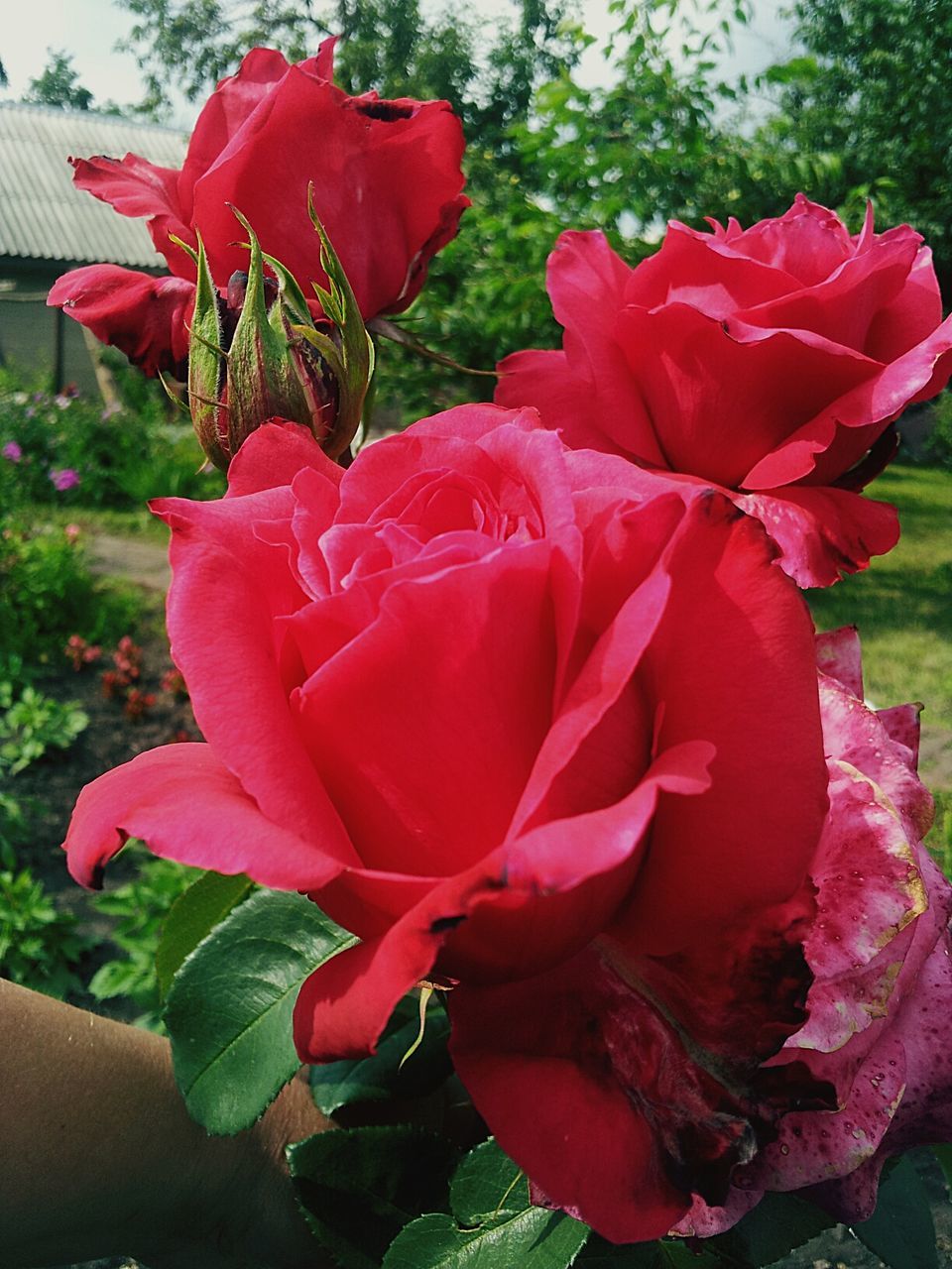 flower, petal, flower head, fragility, freshness, red, beauty in nature, growth, blooming, close-up, nature, rose - flower, plant, pink color, leaf, focus on foreground, in bloom, rose, blossom, day