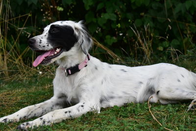 View of dog sitting on field