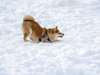 Dogs on snow