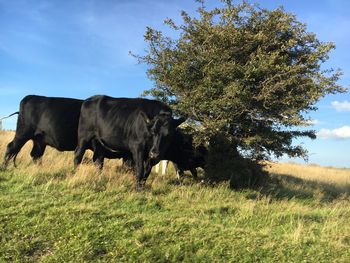 Cows grazing on field against sky