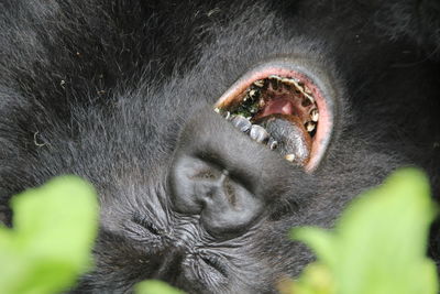 Close-up portrait of a monkey