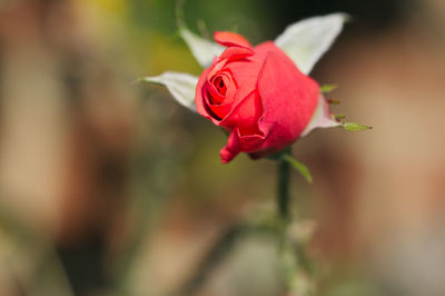 Close-up of red rose