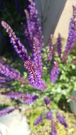 Close-up of purple flowers blooming outdoors