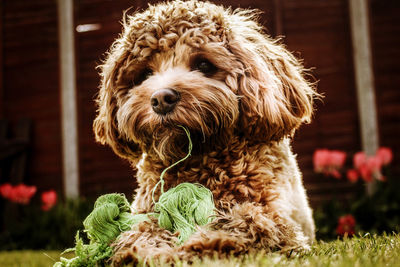 Close-up of dog