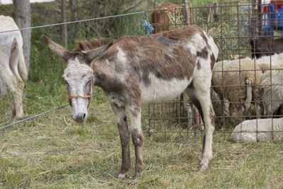 View of a horse on field