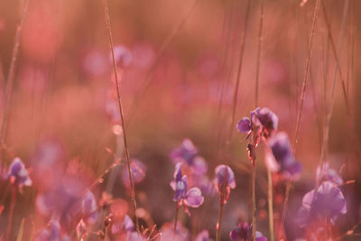 Close-up of pink flowering plant