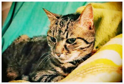 Close-up portrait of a cat