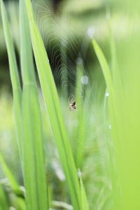 Close-up of spider on plant