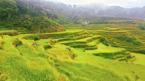 Scenic view of agricultural field
