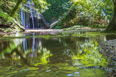 Scenic view of lake by trees in forest