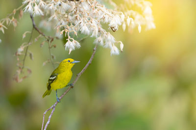 Close-up of bird perching on tree