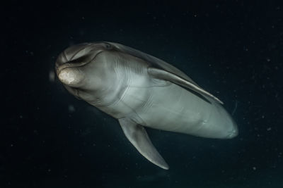 Close-up of fish swimming in sea