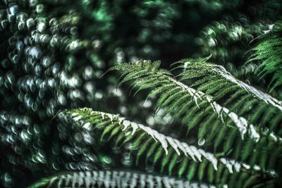 Close-up of plants