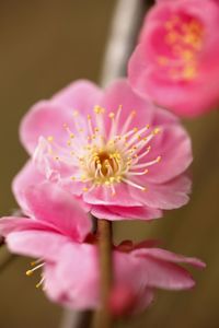 Close-up of pink flower