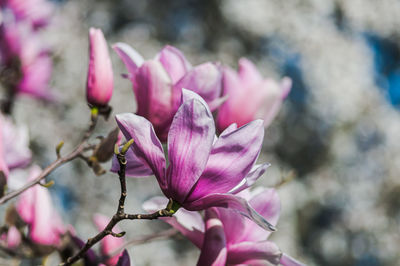 Close-up of pink magnolia 