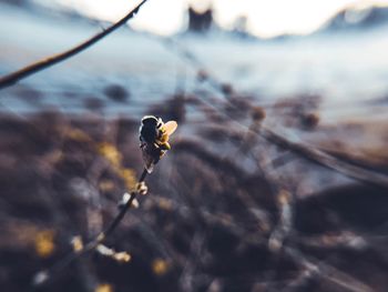 Close-up of dry plant on land
