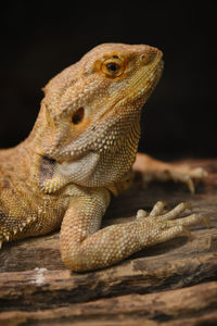 Close-up of lizard