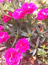 Close-up of pink flowers