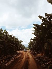 Road amidst trees against cloudy sky