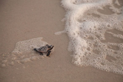 View of crab on beach