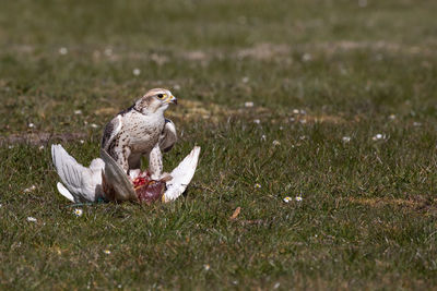 Bird perching on a field