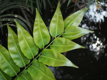 Close-up of leaves on tree