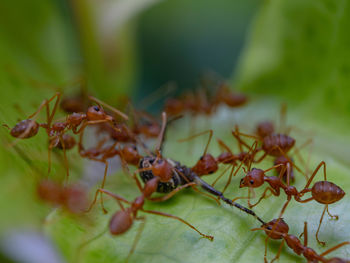 Together these fire ants attack and eat orb weaver spider alive on green leaf without mercy