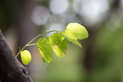 Close-up of green leaves