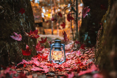 Close-up of illuminated lantern on maple leaves during autumn