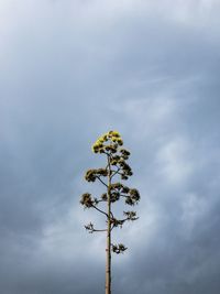 Low angle view of flowering plant against sky