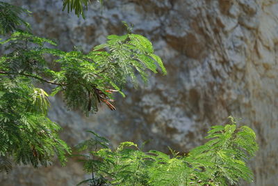 Close-up of tree trunk