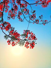 Low angle view of cherry blossoms against sky