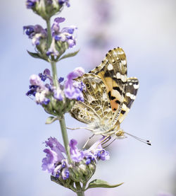Close-up of butterfly pollinating on purple flower