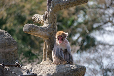 Japanese monkey