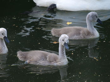 Swan swimming in lake