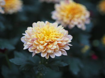 Close-up of yellow dahlia flower