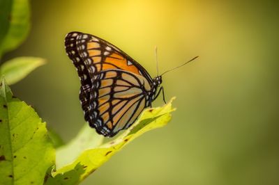 Close-up of butterfly pollinating on flower