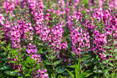 Close-up of pink flowering plant