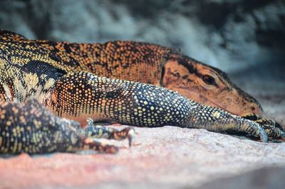 Close-up of lizard