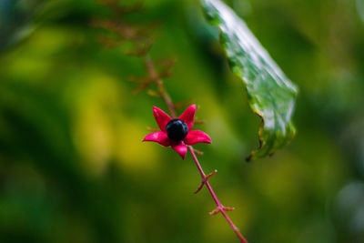 Close-up of pink flowering plant