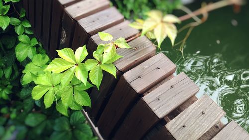 Wooden planks of plants