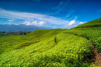 Scenic view of agricultural field against sky