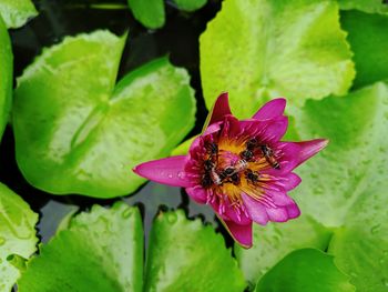 Close-up of honey bee pollinating on purple flower